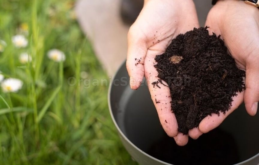 Homemade organic fertilizer: compost, infusions, and ash