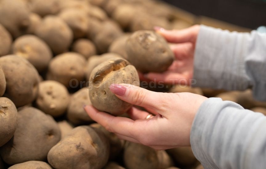 How to store potatoes to prevent sprouting