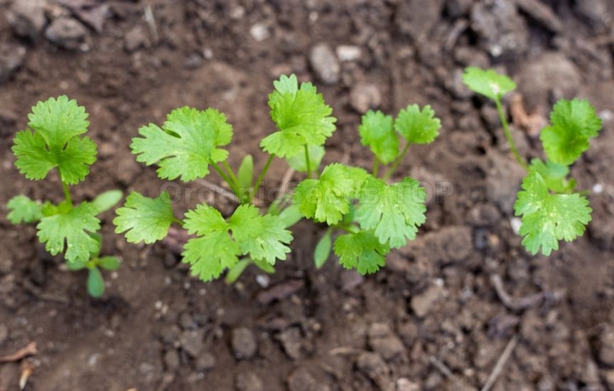 Spicy herbs and greens that can be sown before winter Spicy herbs and greens that can be sown before winter