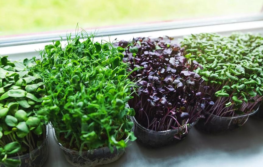 How to grow greens on a Windowsill in winter