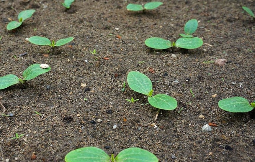 Squash: planting and care in open ground