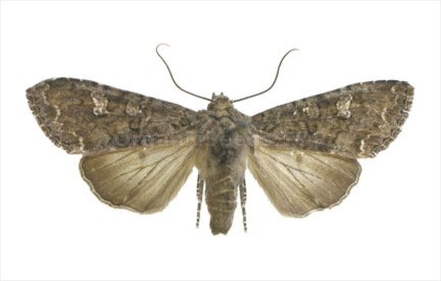 Cabbage moth - «Mamestra brassicae»