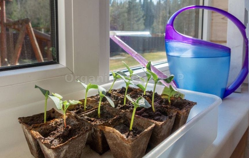 Intricacies of watering seedlings