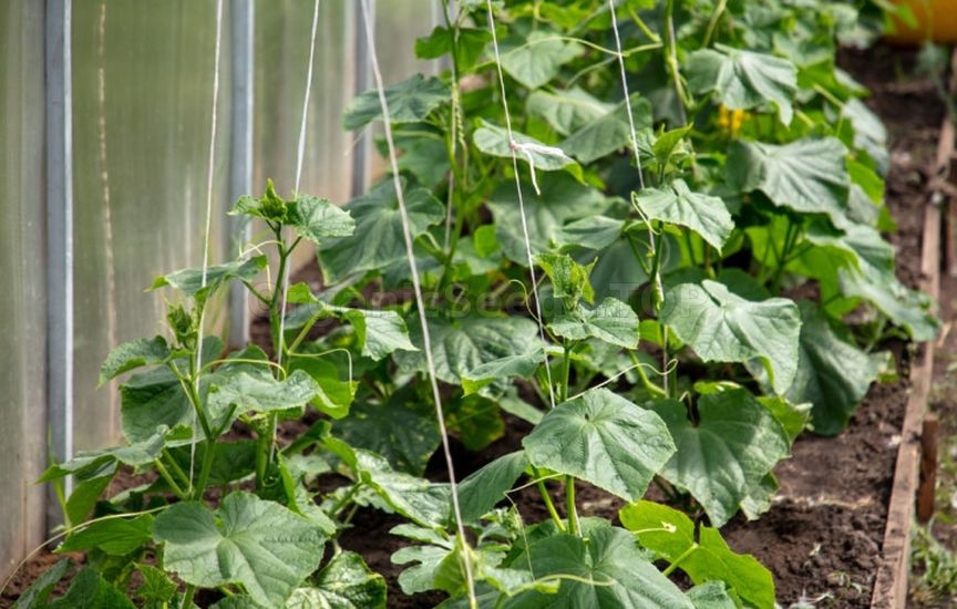 All Secrets of Early Cucumber Harvest