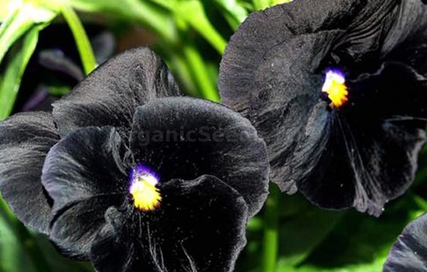 Charming violas