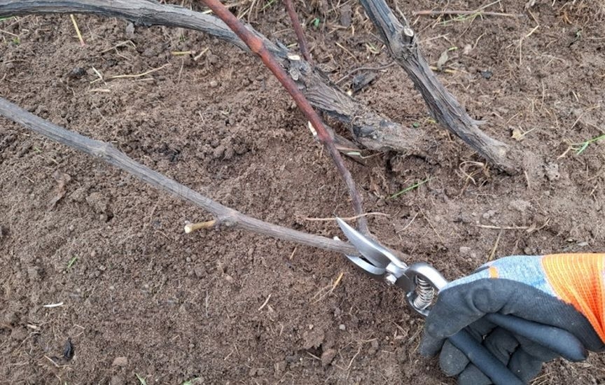 Grape sheltering: tips from an experienced gardener