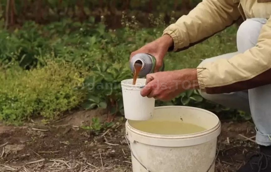Biological preparations for the garden in autumn