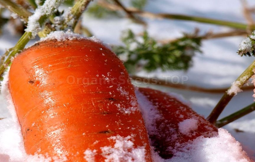 What vegetables can be wintered in the garden