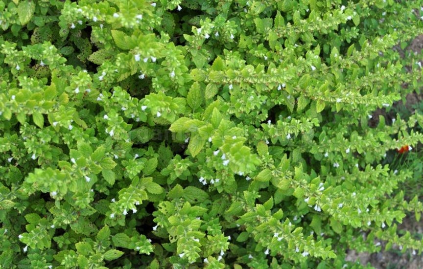 Mini herb garden near the house