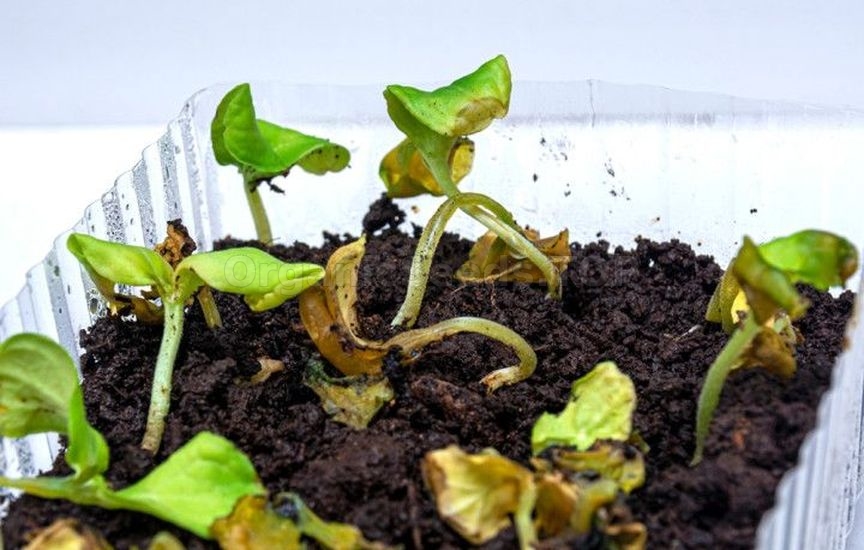 Intricacies of watering seedlings