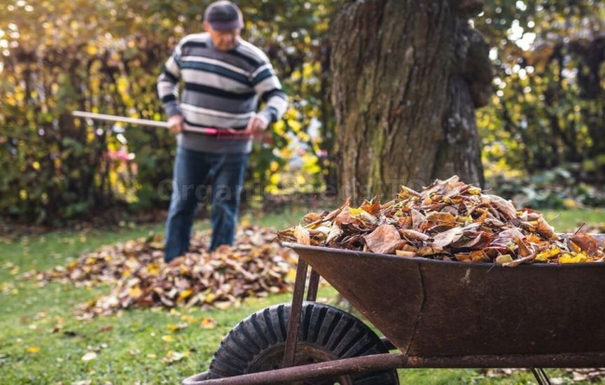 Useful life hacks for the garden in October