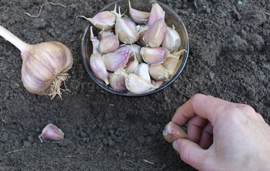 Planting garlic for winter – all the nuances of planting cloves