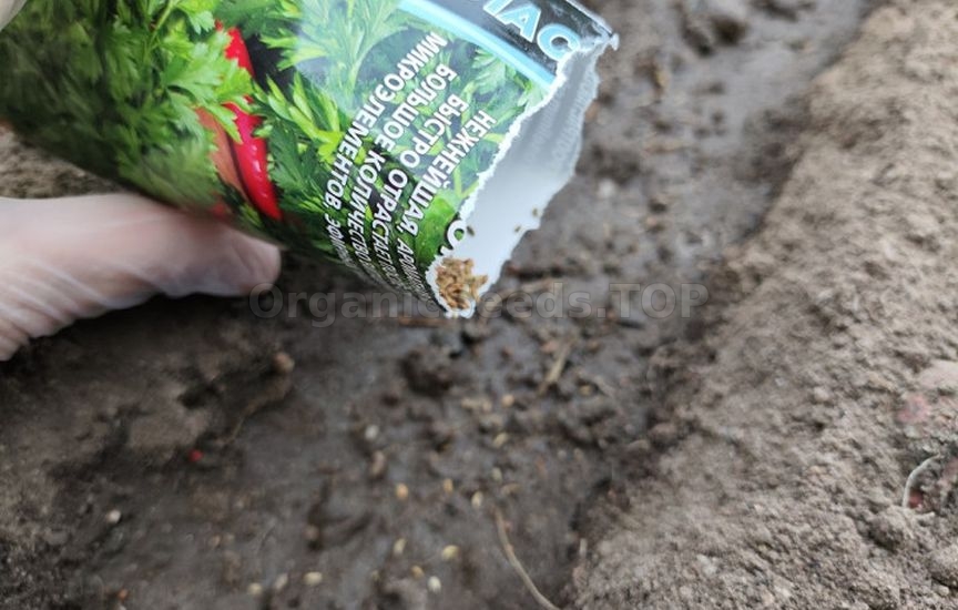 Spicy herbs and greens that can be sown before winter Spicy herbs and greens that can be sown before winter