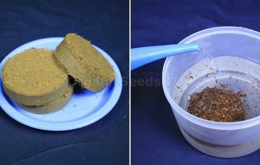 3 best ways to stratify seeds