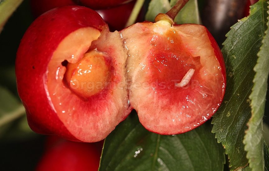 «Cherry fruit fly» - «Rhagoletis cerasi»