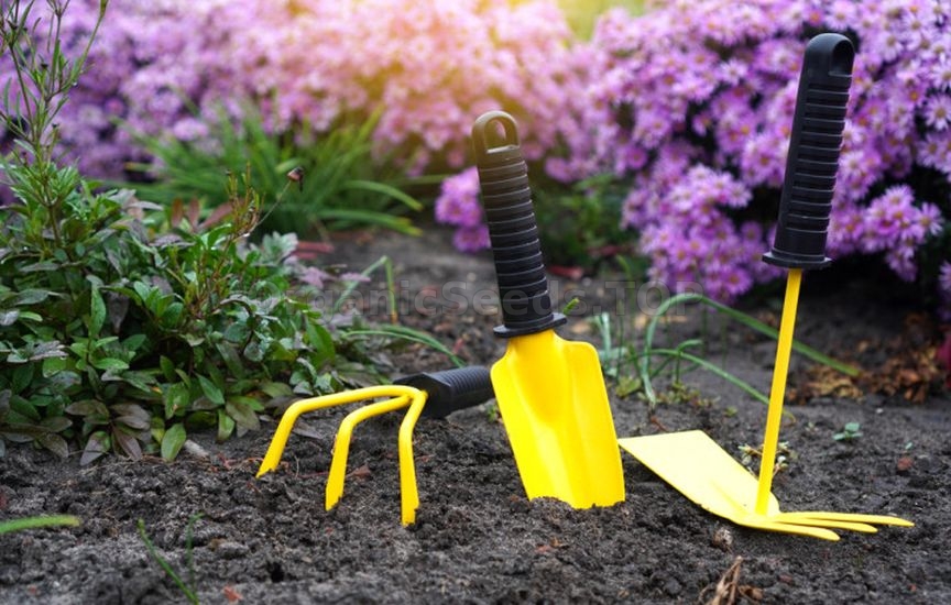 When and how to transplant perennial asters in autumn