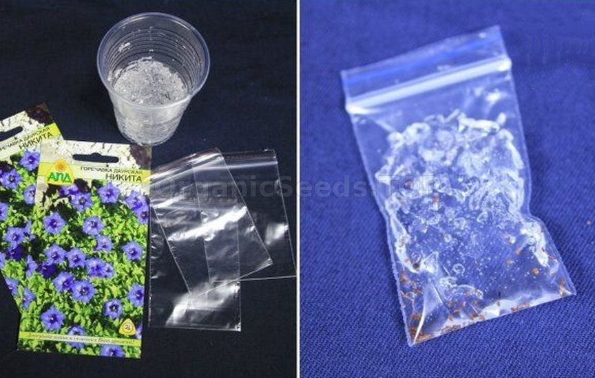 3 best ways to stratify seeds