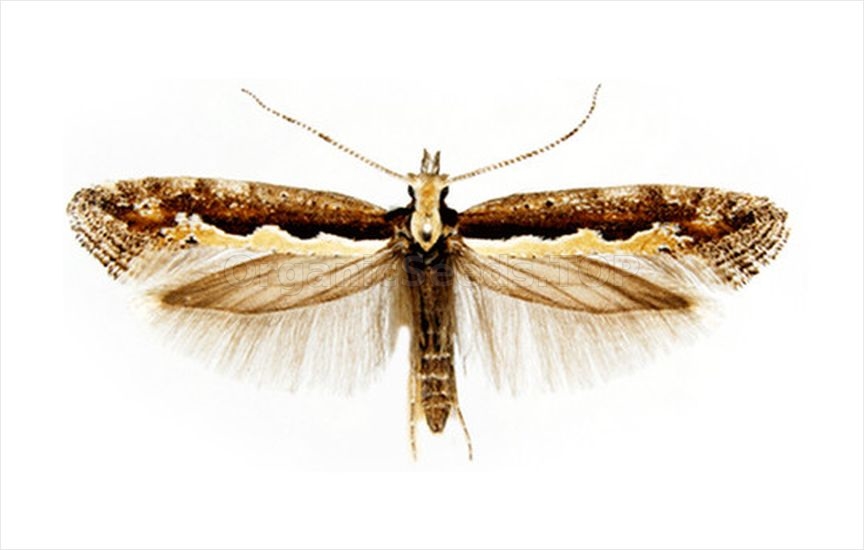 Diamondback moth - «Plutella xylostella»