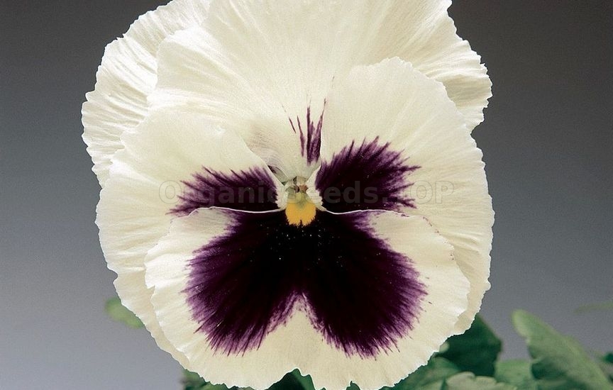 Charming violas