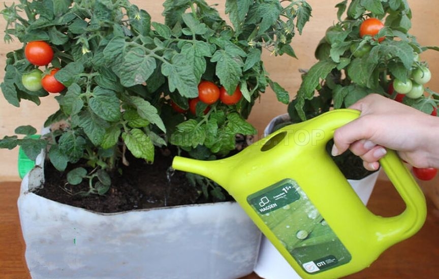 Growing potted tomatoes year-round – a real strategy