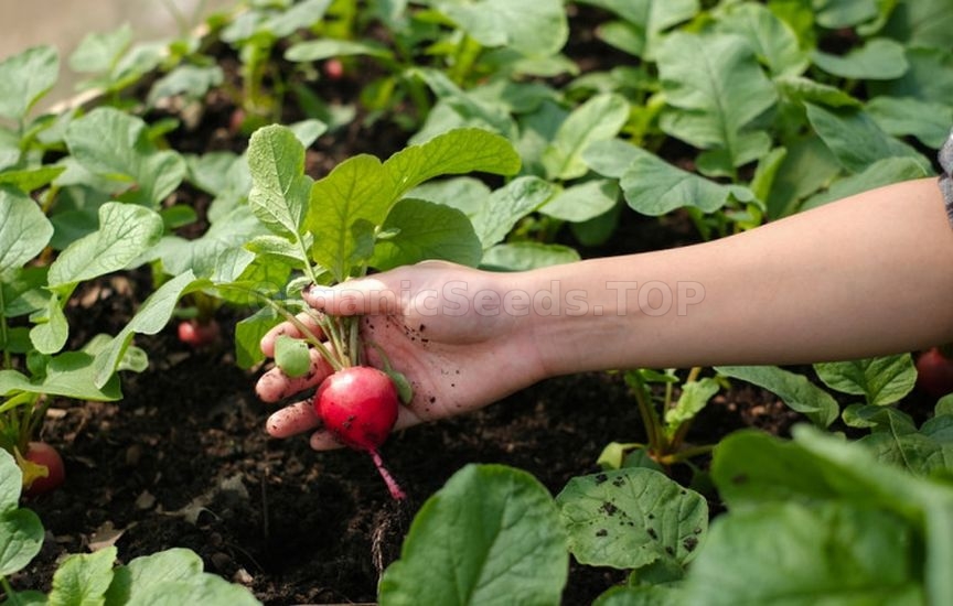 What to sow and plant in June to harvest before autumn What to sow and plant in June to harvest before autumn