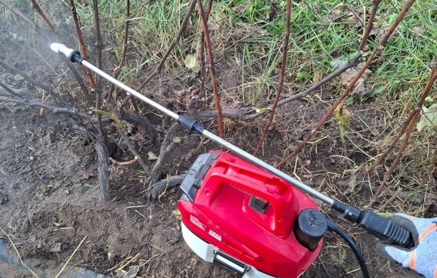 Grape sheltering: tips from an experienced gardener