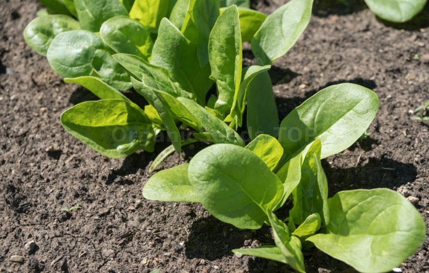 Spicy herbs and greens that can be sown before winter Spicy herbs and greens that can be sown before winter
