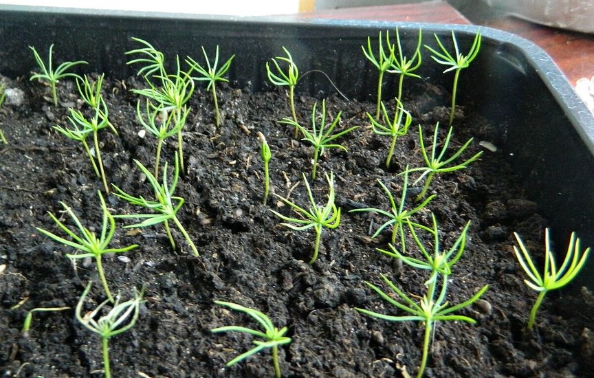 How to grow Conifers from seeds