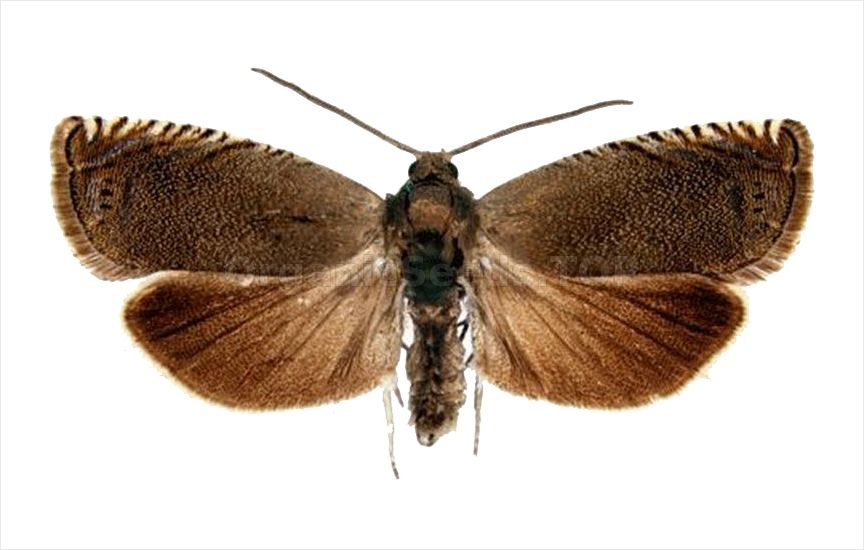 Pea moth - «Cydia nigricana»