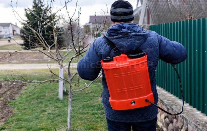 How to protect young seedlings in the first winter How to protect young seedlings in the first winter