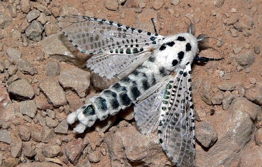Leopard moth - «Zeuzera pyrina»