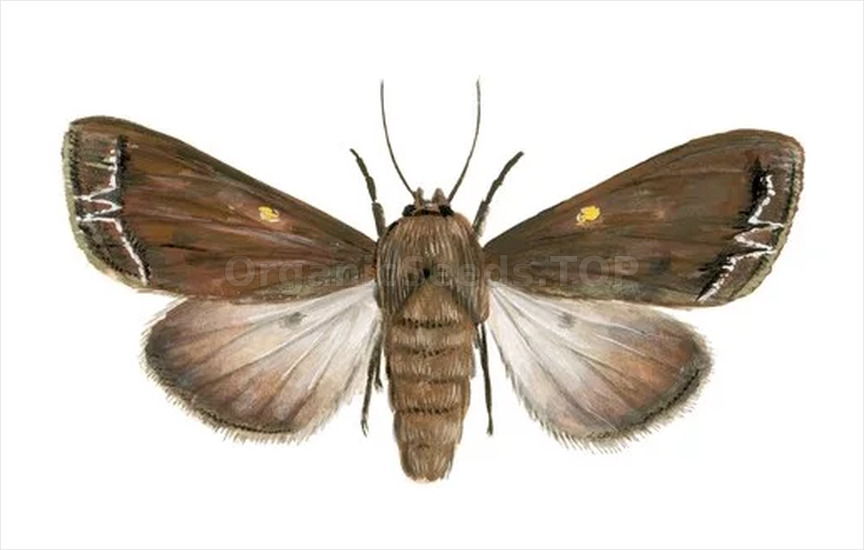 Mamestra oleacea - «Lacanobia oleracea»