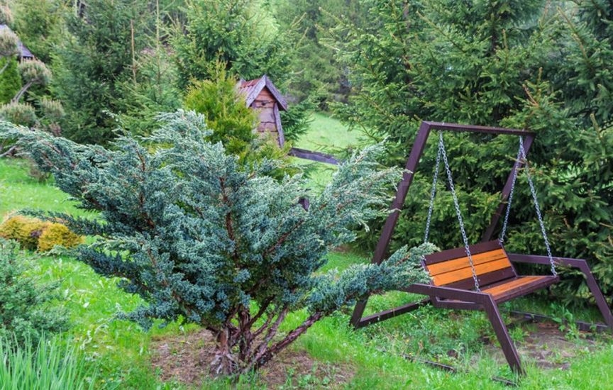 Juniper planting ideas: 9 stylish combinations Juniper planting ideas: 9 stylish combinations