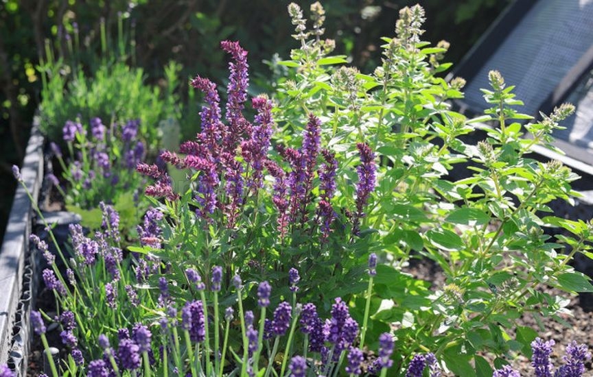 Mini herb garden near the house