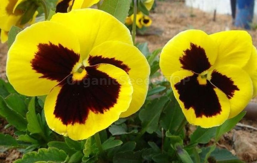 Charming violas