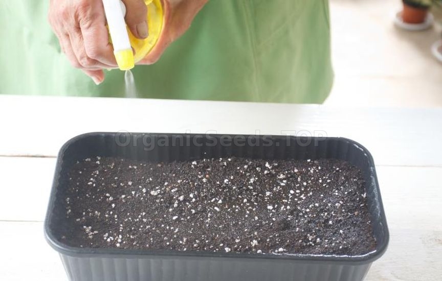 Propagation of spirea by seeds