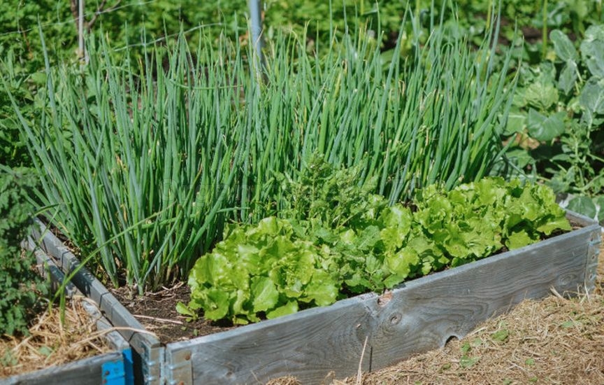 What to sow and plant in June to harvest before autumn