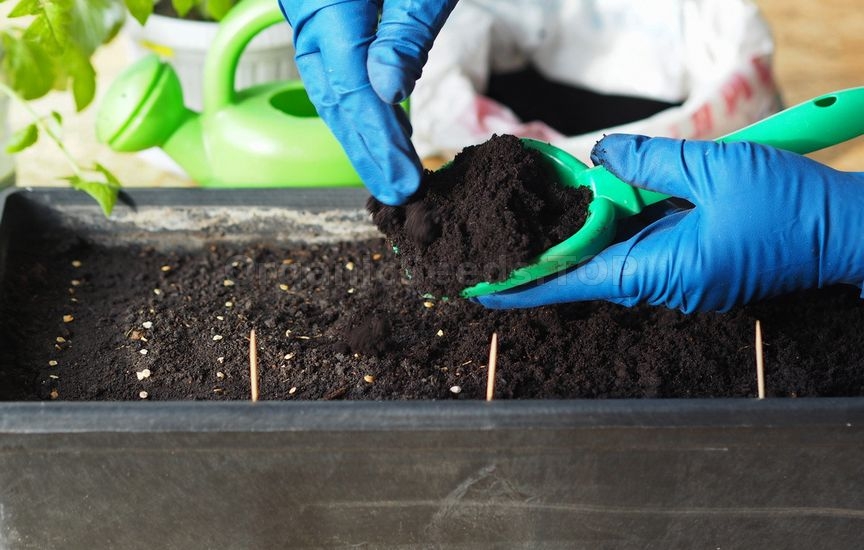 Growing early seedlings: how to get a quality crop
