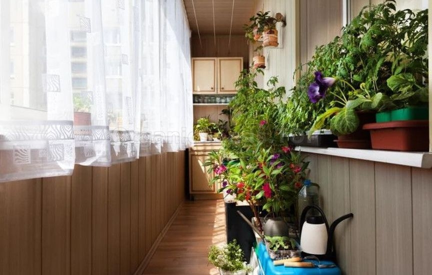 Growing potted tomatoes year-round – a real strategy