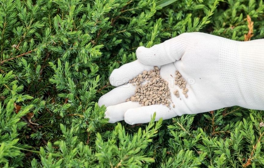 Autumn care for coniferous plants Autumn care for coniferous plants