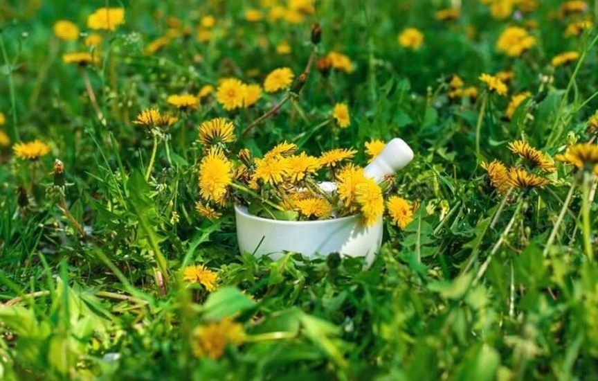 Homemade organic fertilizer: compost, infusions, and ash