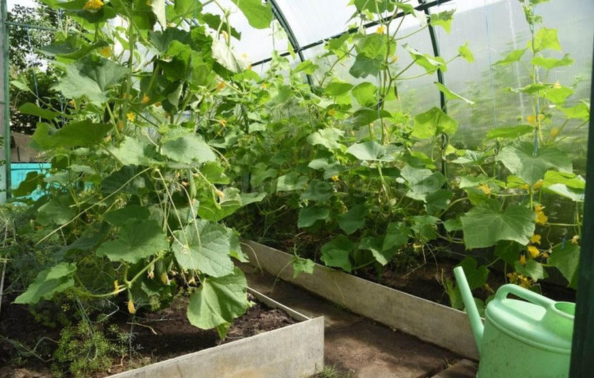 All Secrets of Early Cucumber Harvest