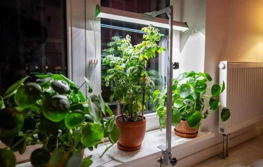 Growing potted tomatoes year-round – a real strategy