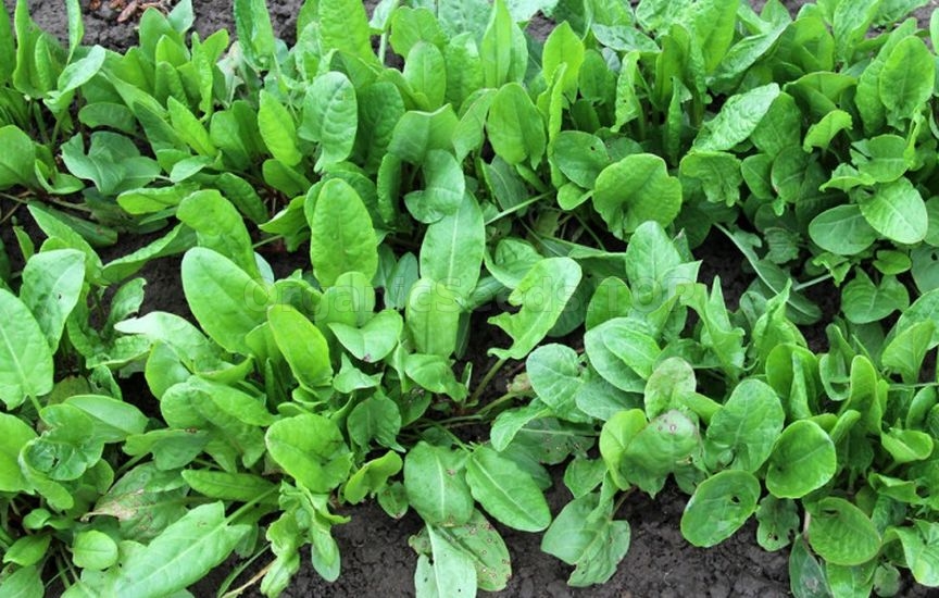 Sorrel: what are its benefits and is it worth growing