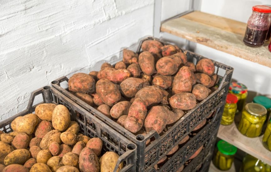 How to store potatoes to prevent sprouting