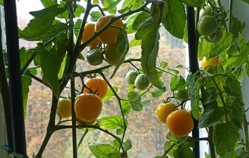 Growing potted tomatoes year-round – a real strategy