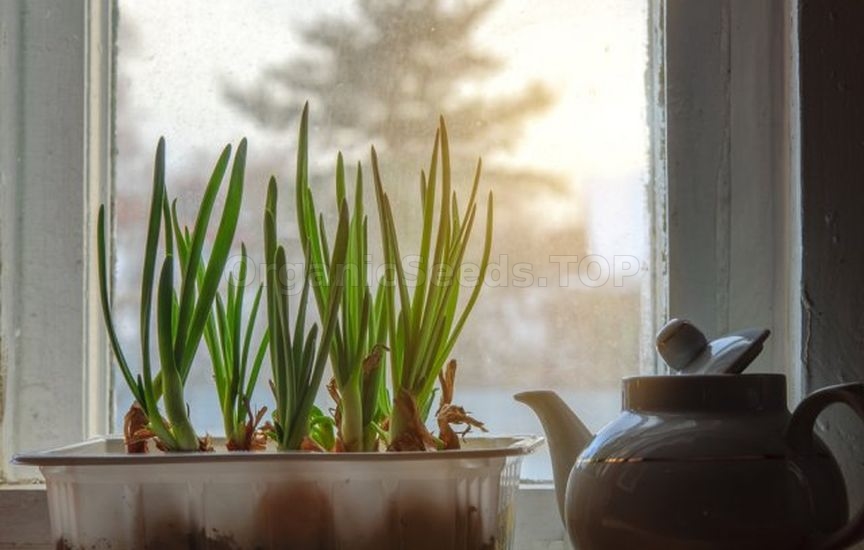 How to grow greens on a Windowsill in winter