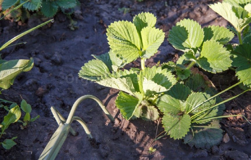 «Dry watering»: what is this procedure and which plants need it