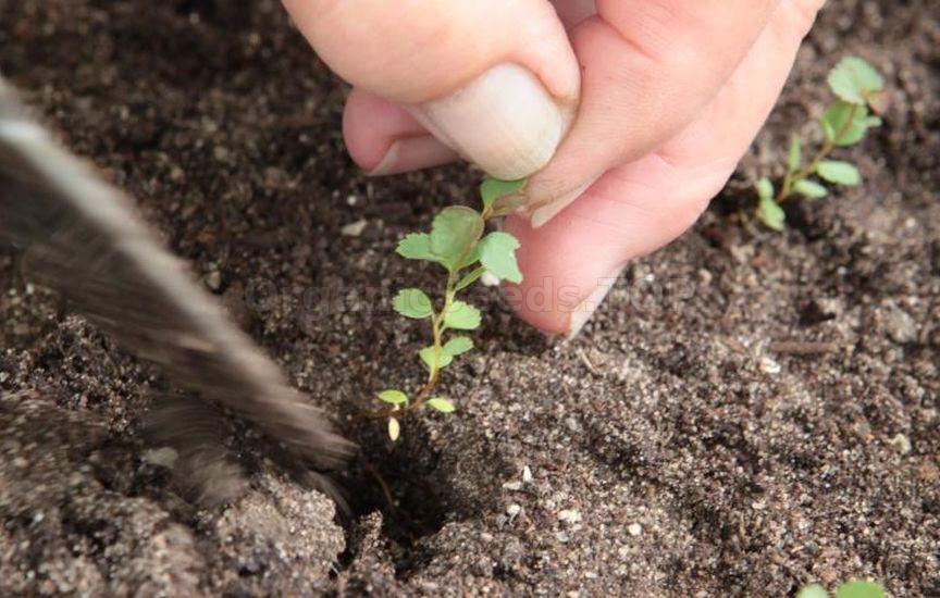 Propagation of spirea by seeds