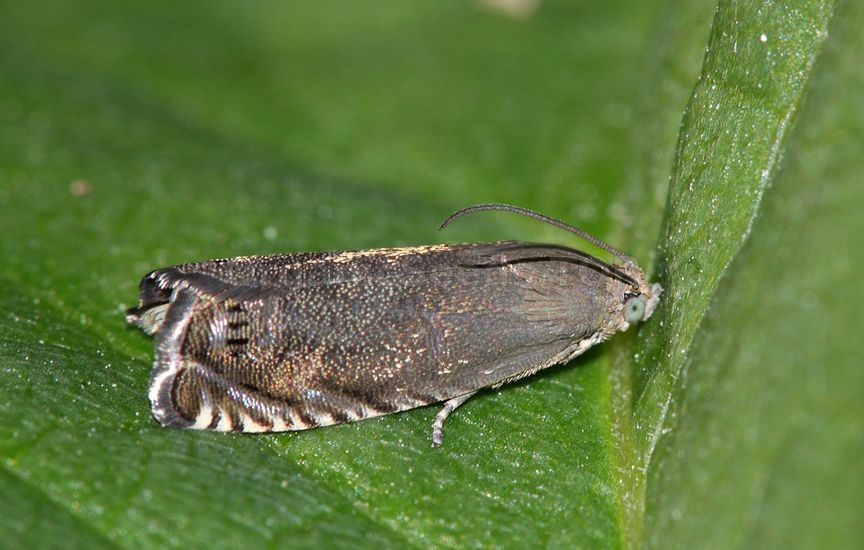 Pea moth - «Cydia nigricana»